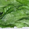 Spinach: Perpetual, bunch