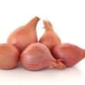 Shallot