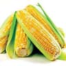 Sweetcorn cobs
