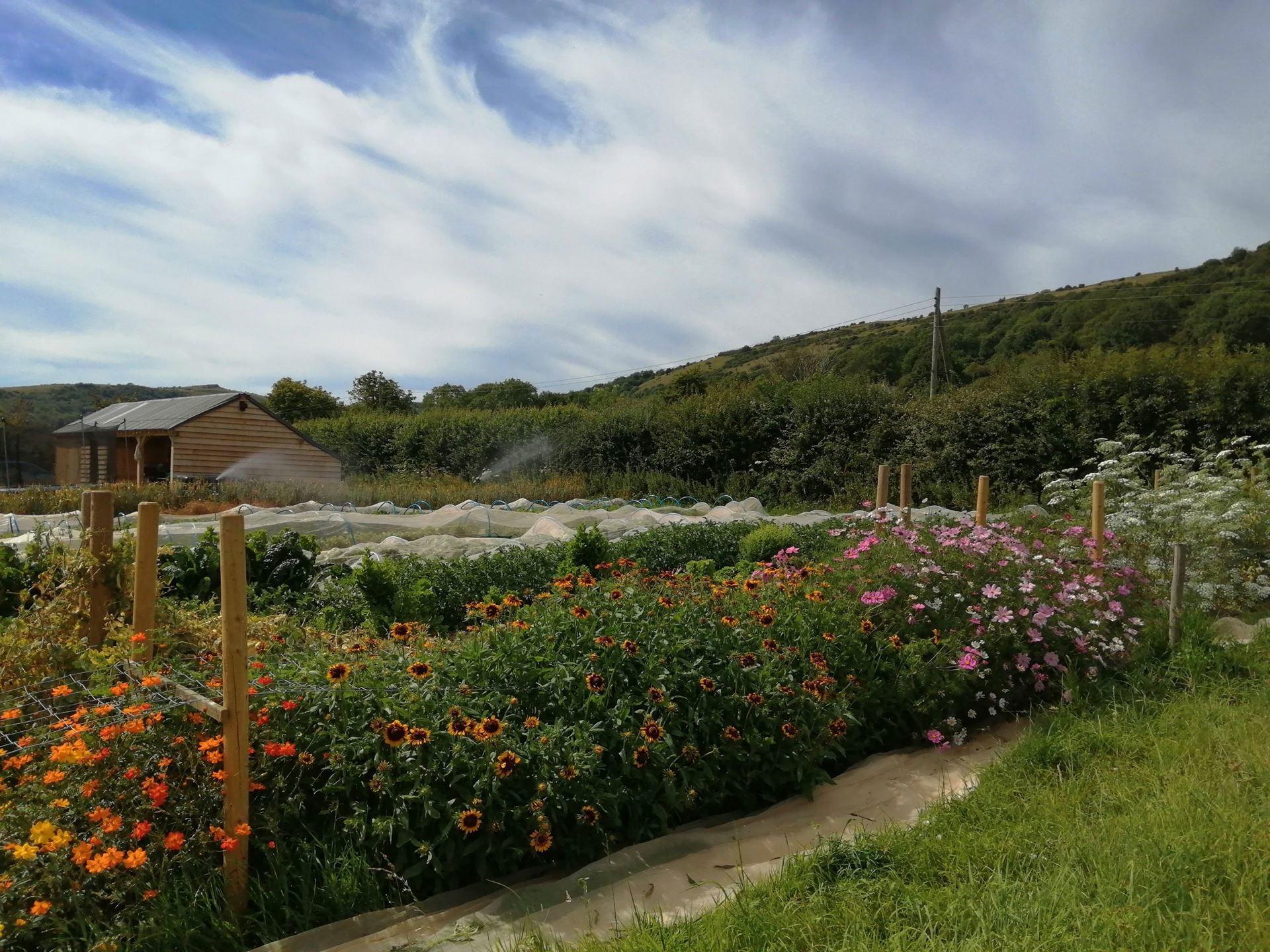 TWO ACRE FARM VEG BAG DELIVERIES